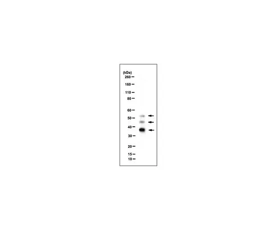 62-8502-09　［已停用］抗BAG-1克隆3.10G3E2　MABC525