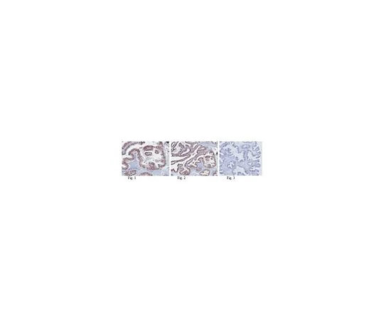 62-8505-18　［已停用］抗Sirt6,克隆6G2.2　MABE142
