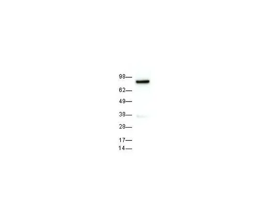 62-8478-60　［已停用］抗Hsp90α小鼠mAb (EMD-17D7)　CA1023-50UG
