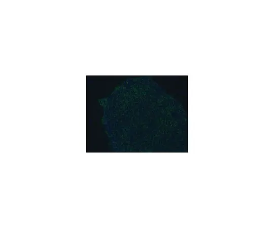62-8496-69　［已停用］抗TRA-1-81,克隆TRA-1-81, Alexa Fluor (R) 488共轭;100μL　MAB4381A4