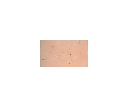 62-8498-15　［已停用］抗胆碱转运蛋白，克隆62-2E8;100μL　MAB5514