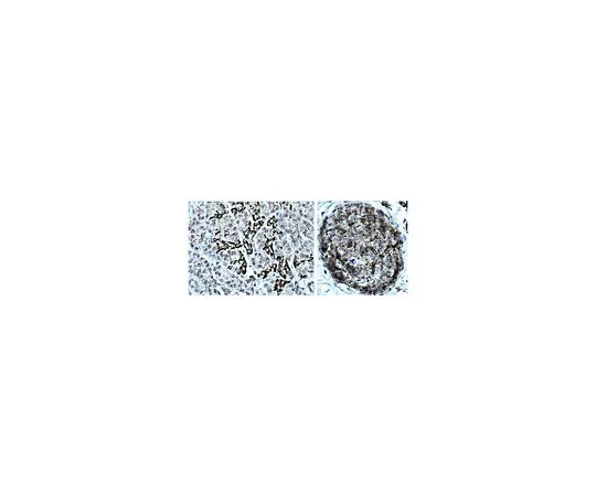 62-8496-94　［已停用］抗PDX-1,克隆6F6.1;100μL　MAB4425