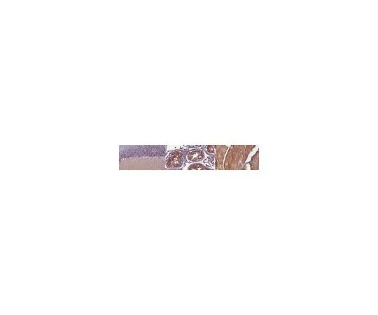 62-8521-09　［已停用］抗DNM1L抗体，克隆9D8.1　MABN1622