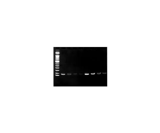 62-8531-50　［已停用］CpGenome通用DNA修饰试剂盒;100个单位　S7820