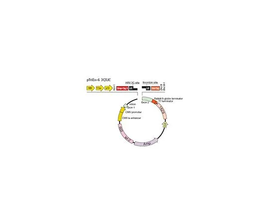 62-8404-92　［已停用］pTriEx (TM) -6 3C/LIC矢量套件　71576-3