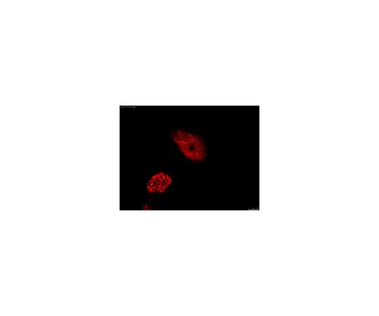 62-8496-90　［已停用］抗OCT-4 [POU5F1] 抗体，克隆7F9.2,Cy3共轭　MAB4419C3