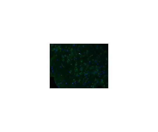 62-8497-69　［已停用］抗Reelin,克隆G10,Alexa Fluor (R) 488共轭;100μL　MAB5364A4