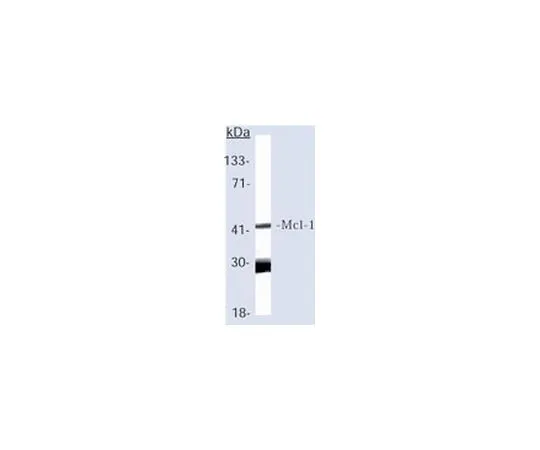 62-8475-33　［已停用］抗Mcl-1 (Ab-1) 小鼠mAb (RC13)　AM50-100UG