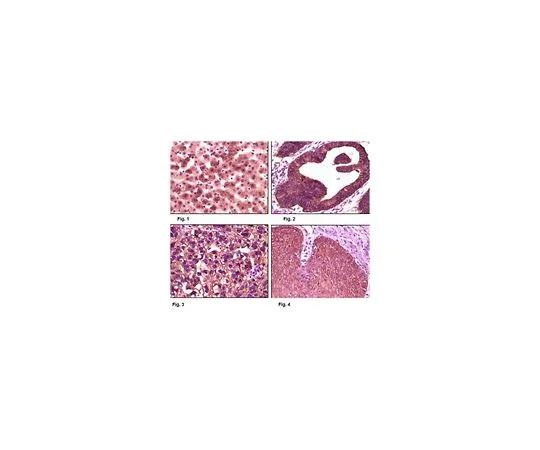 62-8506-55　［已停用］抗CK1,克隆3C10F7　MABE569