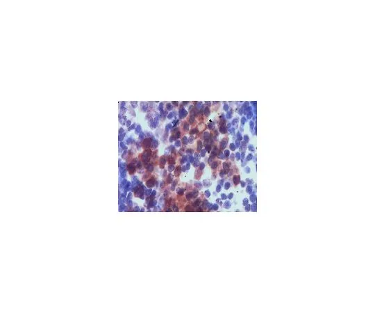 62-8509-04　［已停用］抗DC-SIGN,克隆BMD30;100μL　MABF99