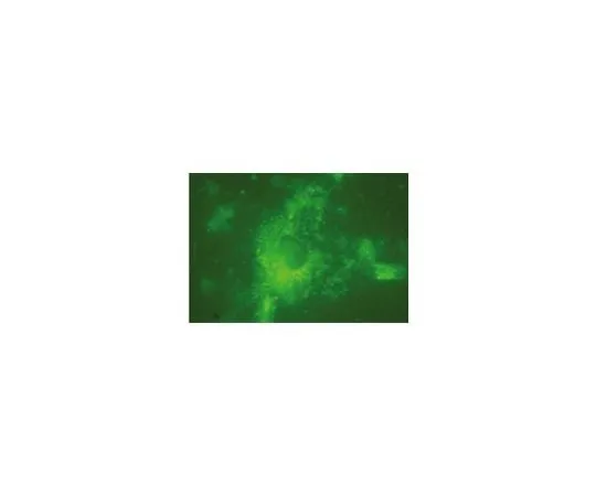 62-8426-46　［已停用］抗Lamp2大鼠mAb (GL2A7)　428019-200UL