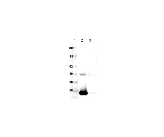 62-8529-63　［已停用］抗Bcl-2 (Ab-2) (20-34) 兔pAb　PC68-100UG
