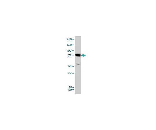 62-8478-75　［已停用］抗MFN2小鼠mAb (4H8)　CB1020-100UG